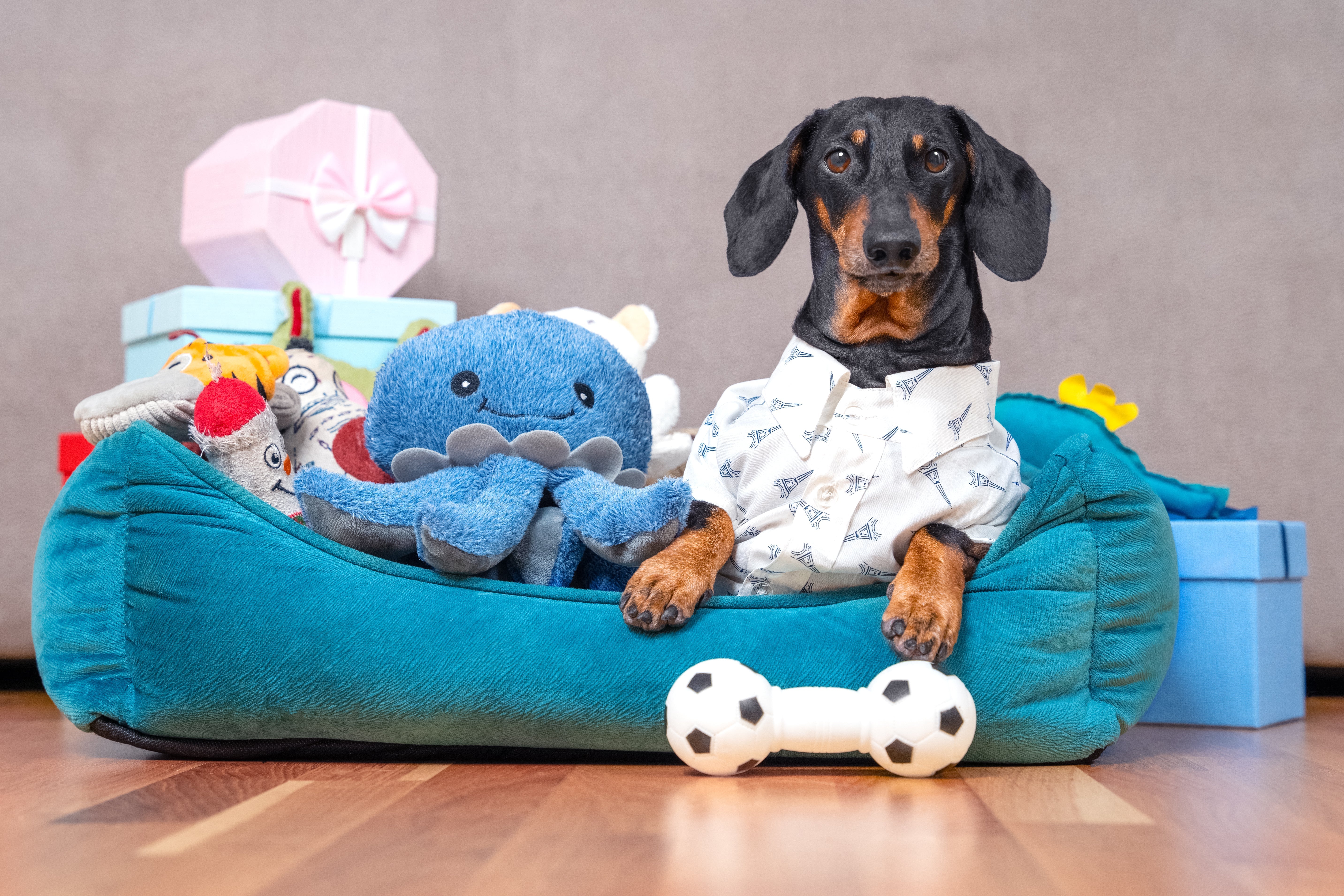 ✈️ Pet Travel Made Easy: Your Ultimate Guide to Stress-Free Trips with Pets